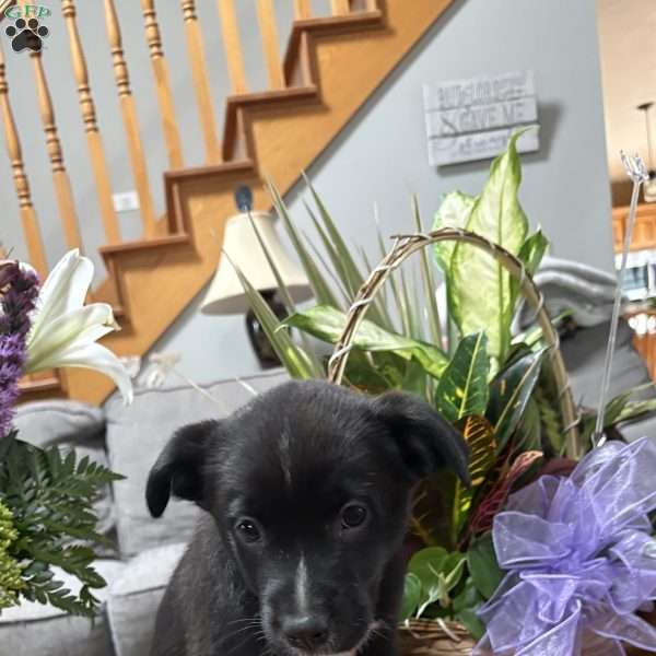 Teena, Border Collie Puppy